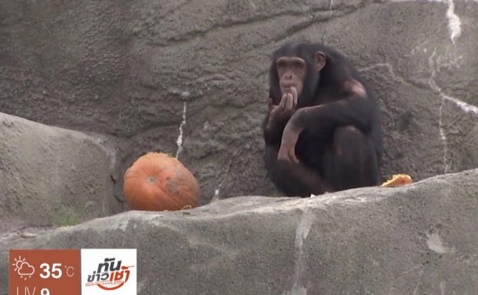 สวนสัตว์สหรัฐฯ จัดกิจกรรมทำลายฟักทองให้แก่สัตว์