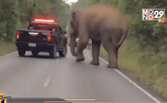 เฝ้าระวังช้างป่าเขาใหญ่ตกมันทำลายรถนักท่องเที่ยว