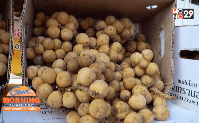 ทหารช่วยขายลองกอง ชาวใต้ 13 ตัน