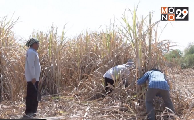 ชงเงินช่วยเหลือชาวไร่อ้อยเข้า ครม.พรุ่งนี้