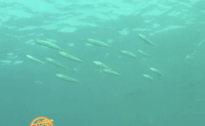 การอพยพของ “ฝูงปลาซาร์ดีน” ในแอฟริกาใต้