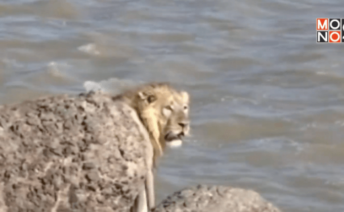 ช่วยสิงโตขึ้นจากทะเลในอินเดีย