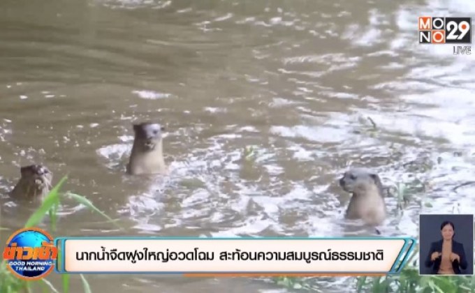 ​นากน้ำจืดฝูงใหญ่อวดโฉม แสดงถึงความสมบูรณ์ของธรรมชาติ