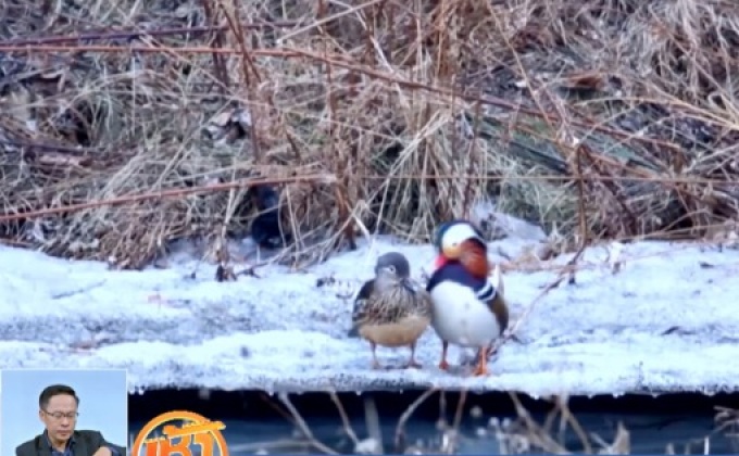 คลิปเป็ดแมนดารินหาคู่ในจีน