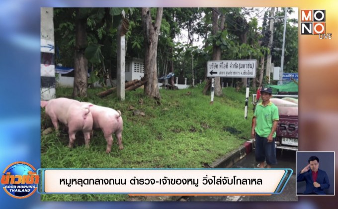 หมูหลุดกลางถนน ตำรวจ-เจ้าของหมู วิ่งไล่จับโกลาหล