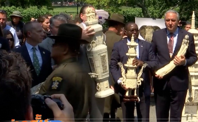 ทำลายงาช้างผิดกฎหมาย 2 ตันในนิวยอร์ก