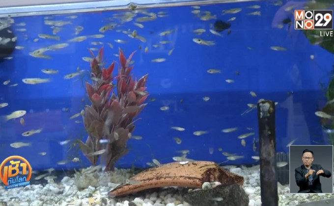 ปลาหางนกยูงมีบุคลิกภาพเป็นปัจเจก