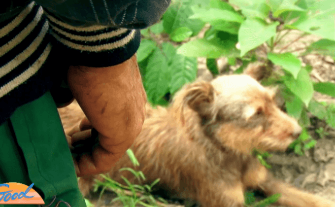 ชะตากรรมของหมา กิน ฆ่า ค้าข้ามชาติ ตอน 1