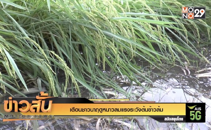 เตือนชาวนาฤดูหนาวลมแรงระวังต้นข้าวล้ม