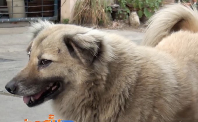 ปศุสัตว์ยืนยันพิษสุนัขบ้า 13 จังหวัดคุมได้แล้ว