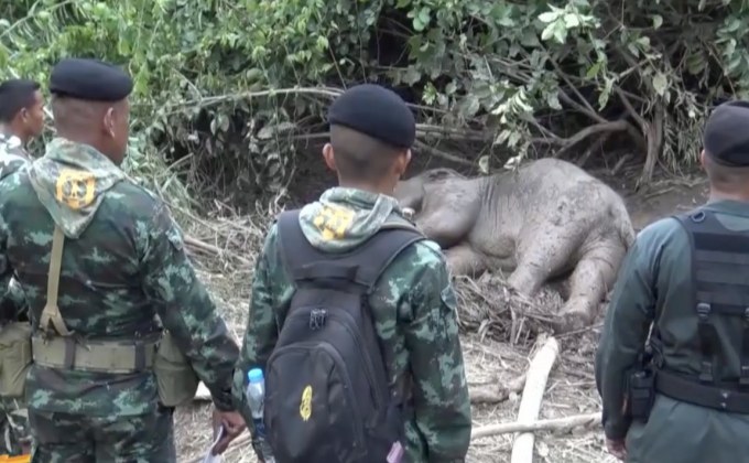 จนท.เร่งช่วยเหลือลูกช้างป่าบาดเจ็บ