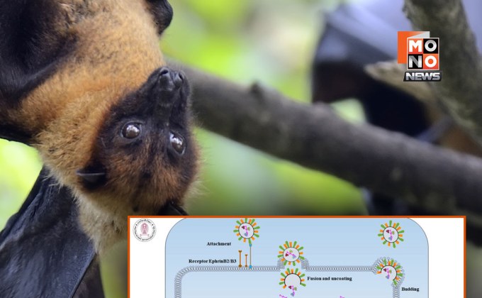 ชำแหละเหตุผล ค้างคาวอยู่ร่วมไวรัสนิปาห์ได้โดยไม่ป่วย