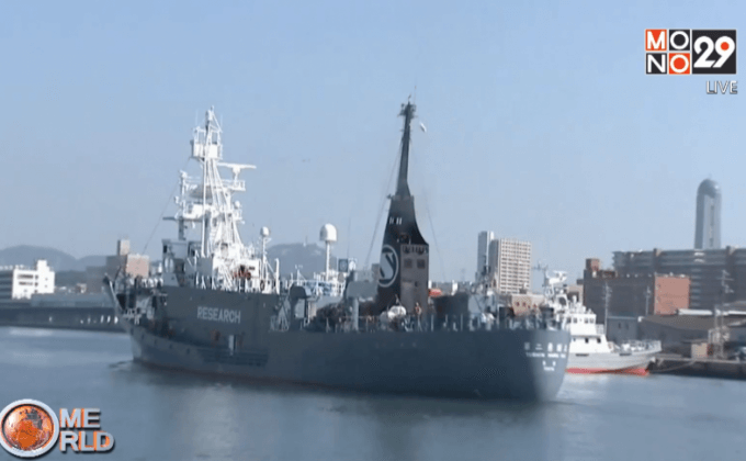 ญี่ปุ่นเริ่ม ออกล่าวาฬ