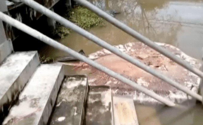 กระเบนราหูแม่กลองยังคงตายเพิ่ม