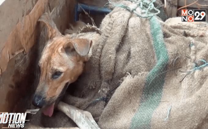 จับขบวนการค้าสุนัขส่งประเทศเพื่อนบ้าน