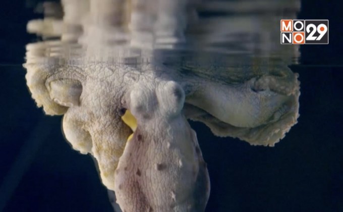 นักวิทย์ชี้หมึกยักษ์เปลี่ยนสีขณะหลับ-อาจกำลังฝัน