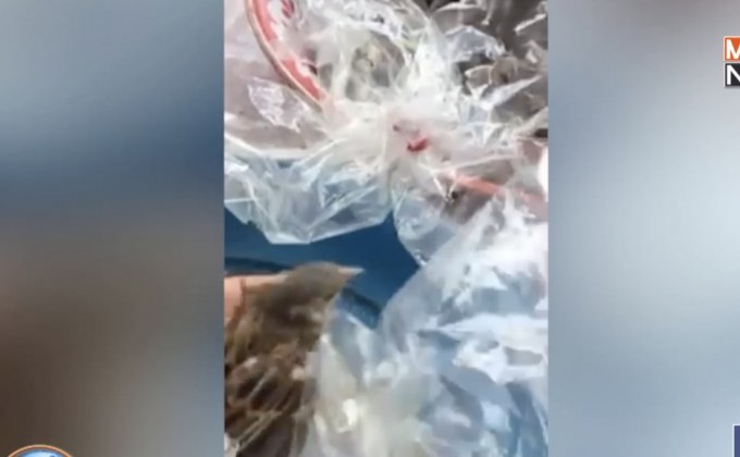 โซเชียลแชร์จับนกใส่ถุงขายปล่อยทำบุญ