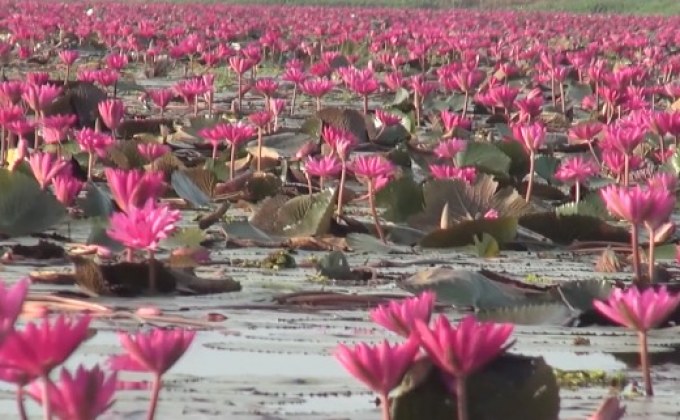 เปิดทุ่งบัวแดงสวนน้ำหนองสำรอง จ.กาญจนบุรี