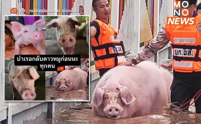 สุดสะเทือนใจ! “บำเรอ” หมูแสนรู้ “กลับดาวหมูแล้ว” หลังเพิ่งถูกช่วยออกจากจุดน้ำท่วม