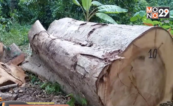 ย้าย หน.อุทยานฯ จ.นครศรีธรรมราช ปมจับไม้เถื่อน