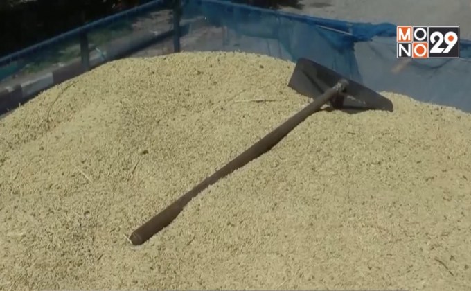 ชาวนาร้องโรงสีไม่รับซื้อข้าวเปลือก จ.พิจิตร