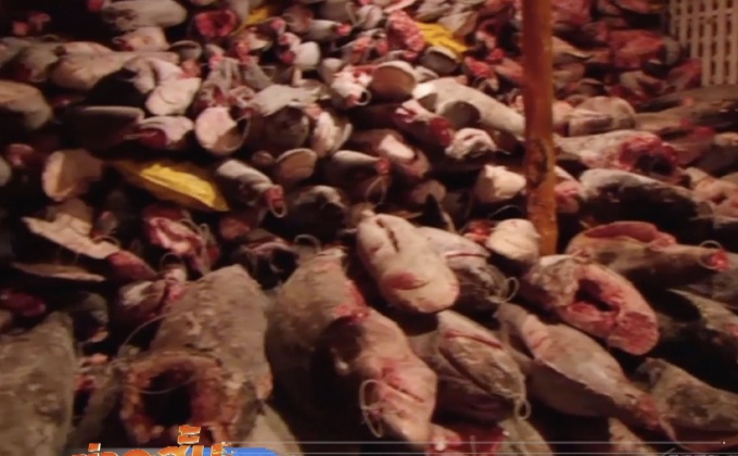 จับเรือจีนล่าปลาหายากใกล้เกาะกาลาปากอส