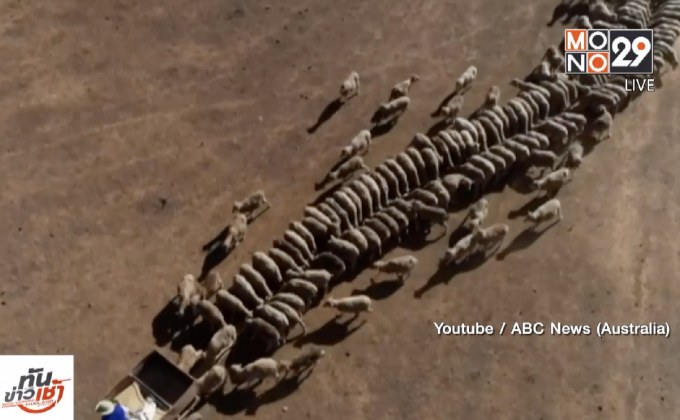 “นิวเซาท์เวลส์” เผชิญภัยแล้ง 100%