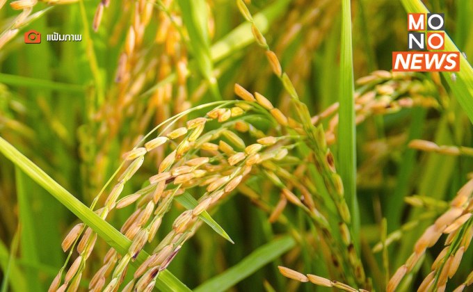 เคาะแล้ว! ช่วยชาวนานำร่อง รับซื้อข้าวเปลือกหอมมะลิ 12,200 บาทต่อตัน