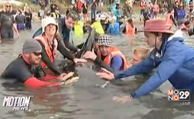 นิวซีแลนด์ส่งวาฬคืนทะเลลึกอีกครั้ง