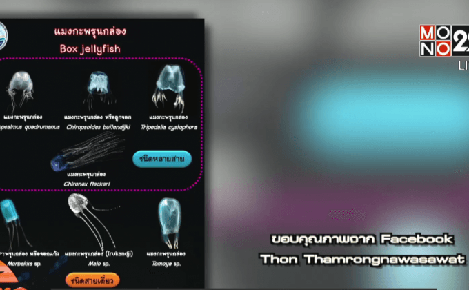 พิษแมงกะพรุนกล่อง อันตรายถึงชีวิต