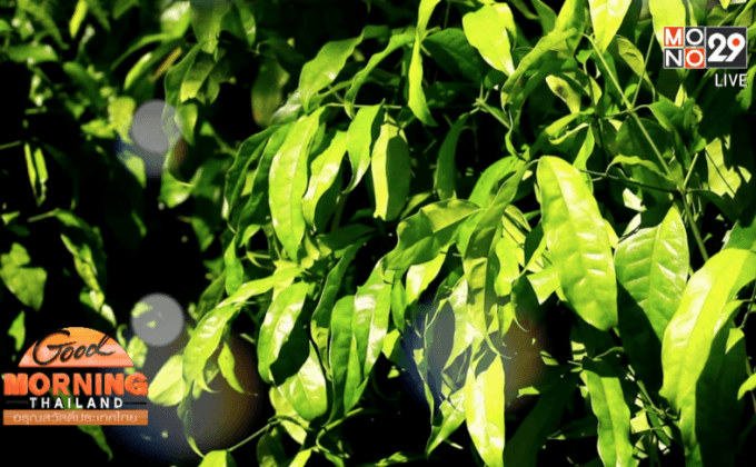 ชาผักเหลียง ของดีแห่งเดียวในชุมพร