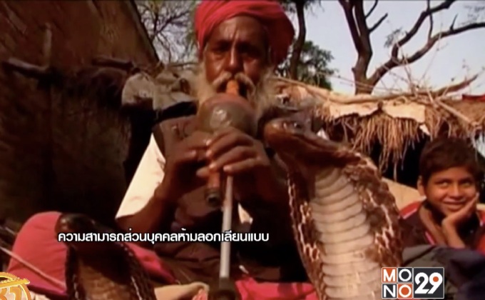 องค์กรในอินเดียช่วยอนุรักษ์อาชีพหมองู