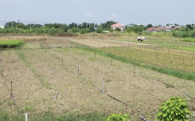 เกษตรกรนครสวรรค์ปลูกผักอายุสั้นส่งขายช่วงกินเจ