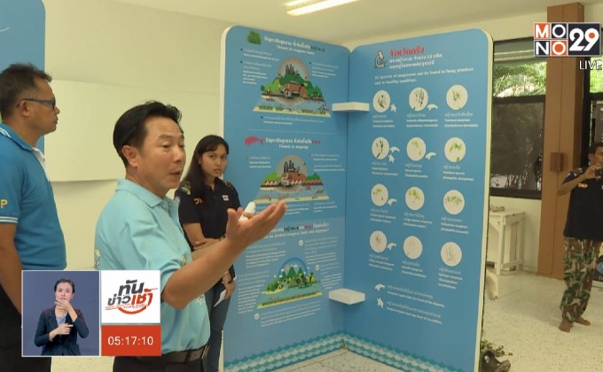 เร่งอนุรักษ์ทะเลตรัง หลังพบฝูงพะยูนเพิ่มขึ้น