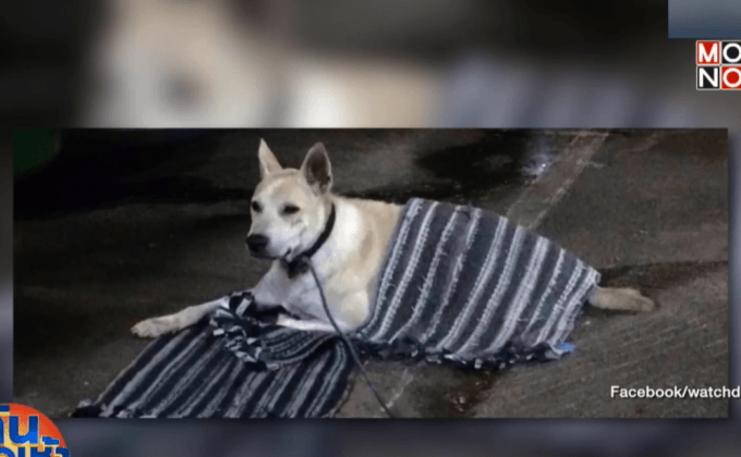 ศาลสั่งกักขังพ่อค้าข้าวมันไก่ 2 เดือน เหตุฆ่าสุนัข