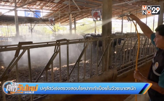 ปศุสัตว์เร่งตรวจสอบโรคปากเท้าเปื่อยในวัวระบาดหนัก
