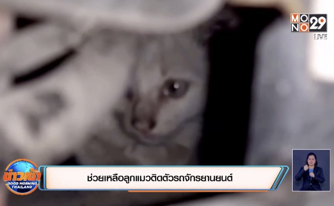 ช่วยเหลือลูกแมวติดตัวรถจักรยานยนต์