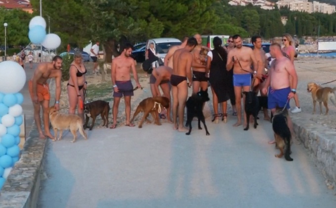 การแข่งขันวิ่งสุนัข