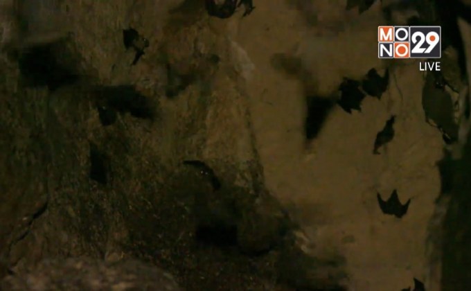 ยังไม่พบไวรัสโคโรนาสายพันธุ์ใหม่ในค้างคาวไทย