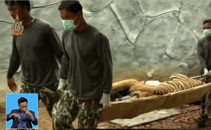 ปฏิบัติการย้ายเสือออกจากวัดป่าในกาญจนบุรี