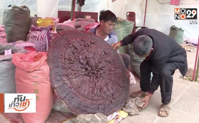 จีนพบเห็ดหลินจือยักษ์ ขนาดเท่าร่ม