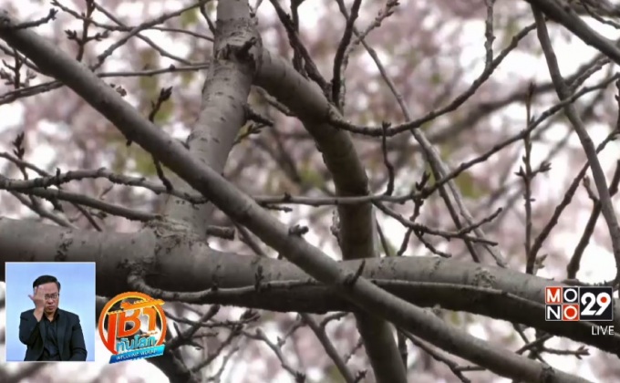 เทศกาลซากุระบานที่วอชิงตันดีซี