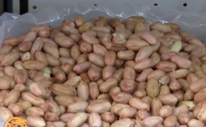 ผลวิจัยชี้ กิน “ถั่ว” ช่วยป้องกันการแพ้ถั่ว