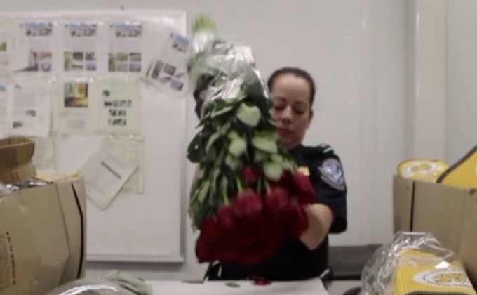 กุหลาบนำเข้าพุ่งรับวันวาเลนไทน์