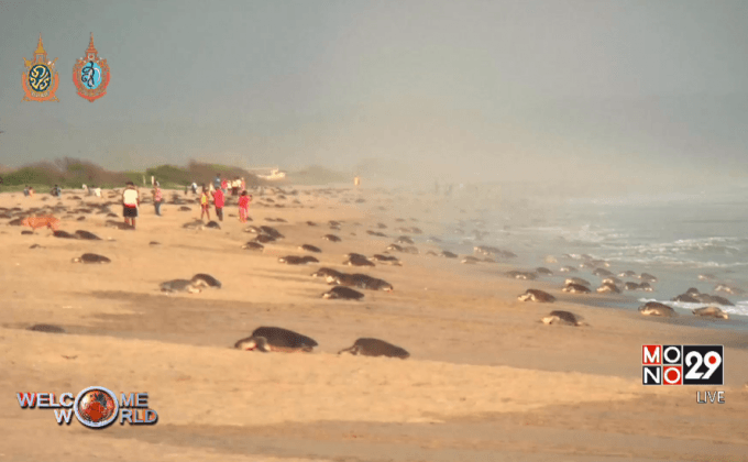 เต่าทะเลอพยพมาวางไข่ในเม็กซิโก