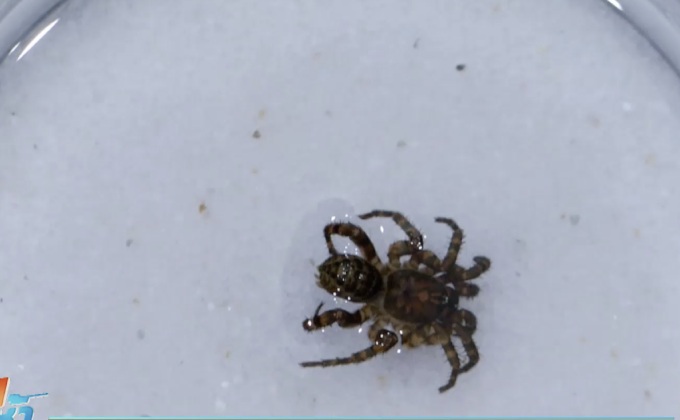 จุฬาฯ ค้นพบแมงมุมฝาปิดโบราณชนิดใหม่ของโลก 
