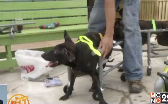 หนุ่มไต้หวันสร้างรถเข็นสำหรับสุนัขพิการ