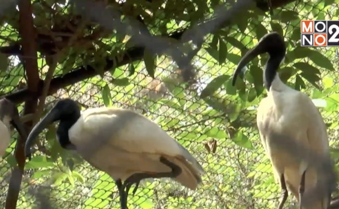 สวนสัตว์นครราชสีมา ยืนยันไม่มีไข้หวัดนกระบาด