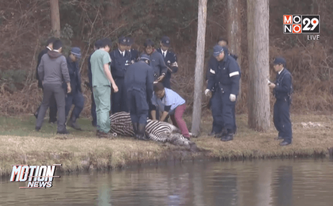 ม้าลายป่วนสนามกอล์ฟ-จมน้ำตายที่ญี่ปุ่น