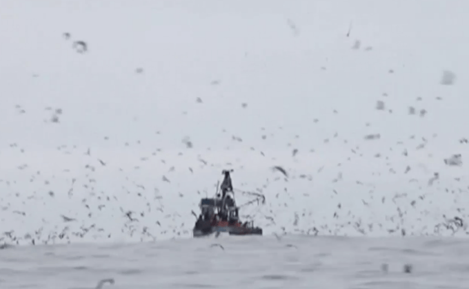 น้ำท่วมในเปรูส่งผลต่อการขยายพันธุ์ของปลา